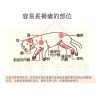 petio寵物關節輔助支撐帶(大號)四入5 petio寵物關節輔助支撐帶(大號)四入