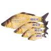 仿真魚絨毛玩具 貓玩具5 仿真魚絨毛玩具 貓玩具