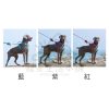 中大型犬防暴衝背心式胸背帶7 中大型犬防暴衝背心式胸背帶
