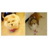 中大型犬專用可愛透氣棉襪 狗狗襪子7 中大型犬專用可愛透氣棉襪 狗狗襪子