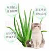 kojima寵物去淚痕專用濕紙巾 120片