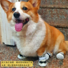 狗狗短筒防潑水內裡止滑運動鞋